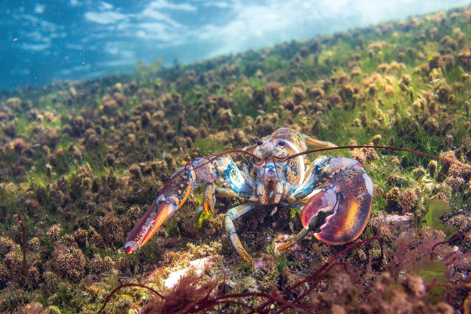 Homard sous les vagues