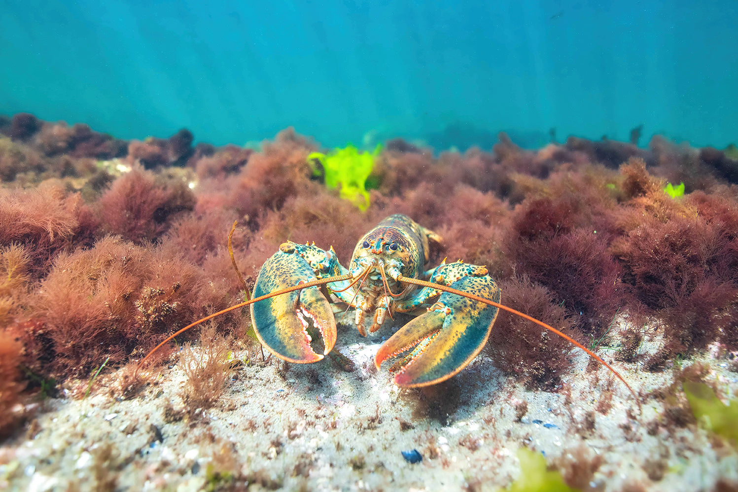 Homard dans les algues