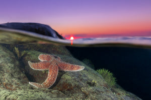 Sunset starfish - cadre rond en bois massif (24 pouces)