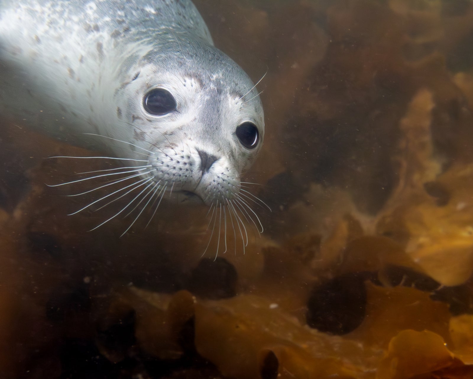 Phoque commun - cadre rond en bois massif (24 pouces)