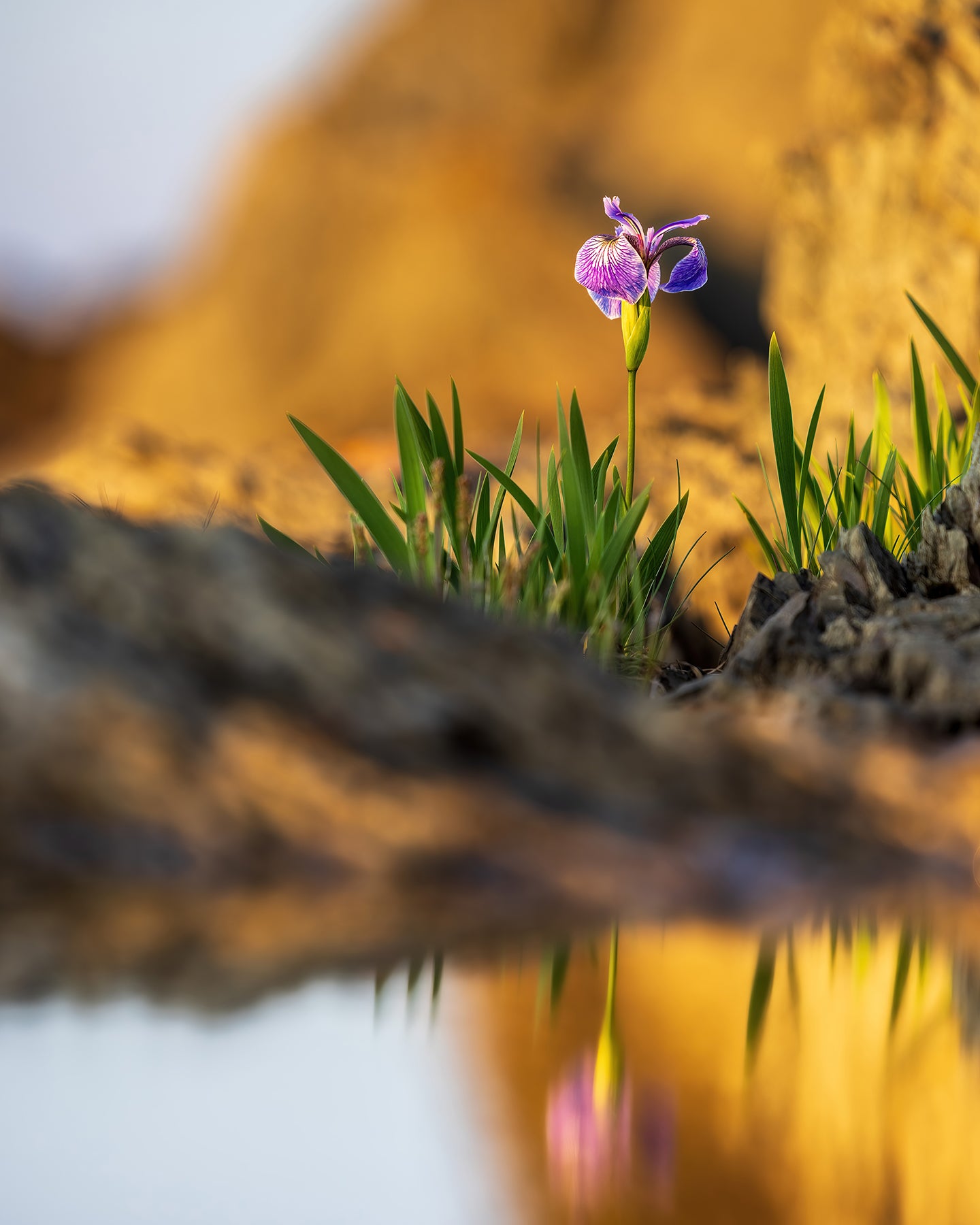 Reflet de l'iris de Hooker