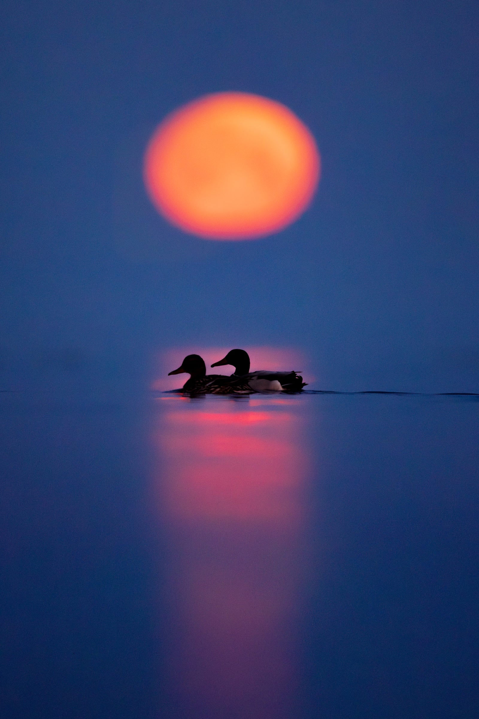 Moonset ducks