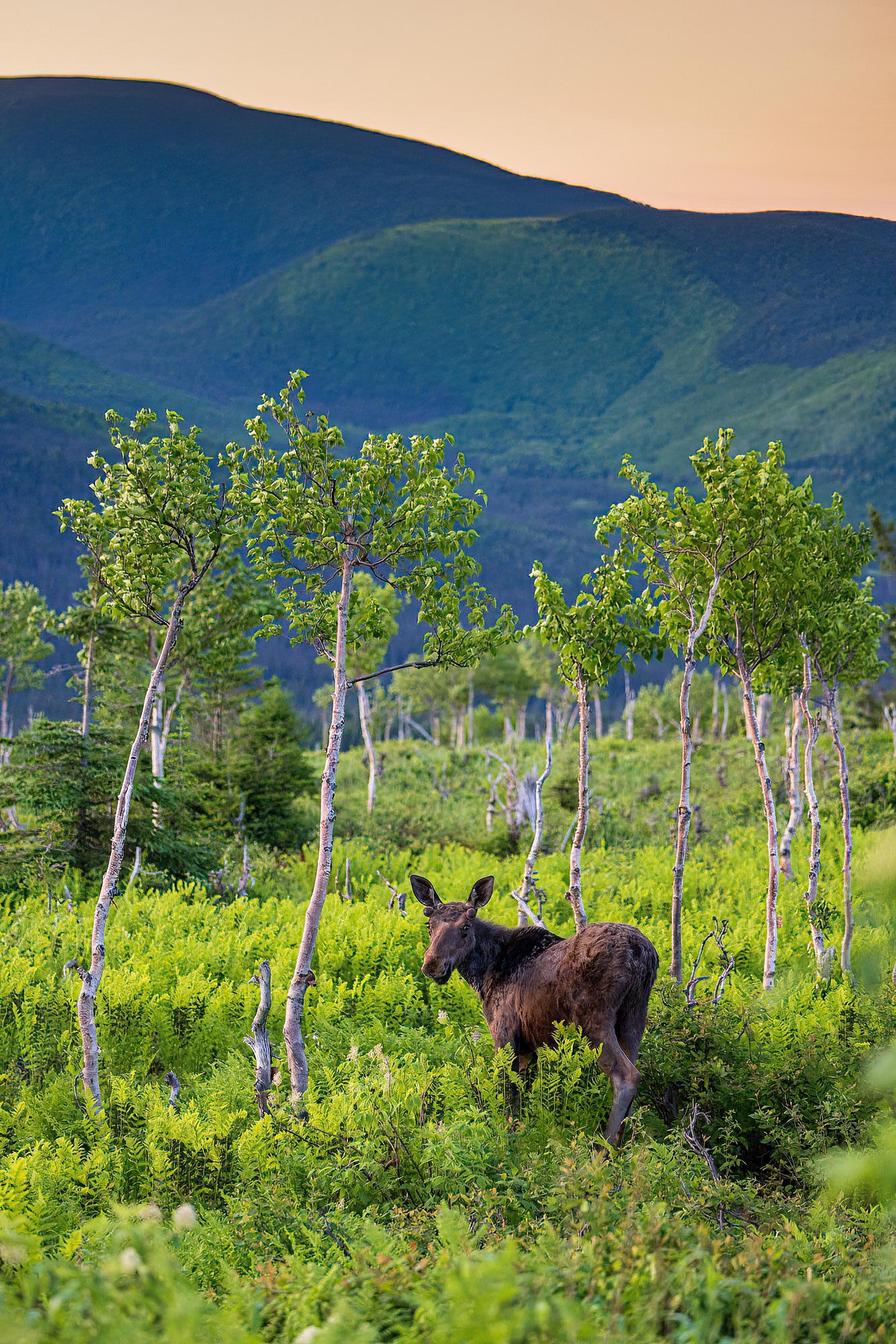 Jeune orignal à l'aube