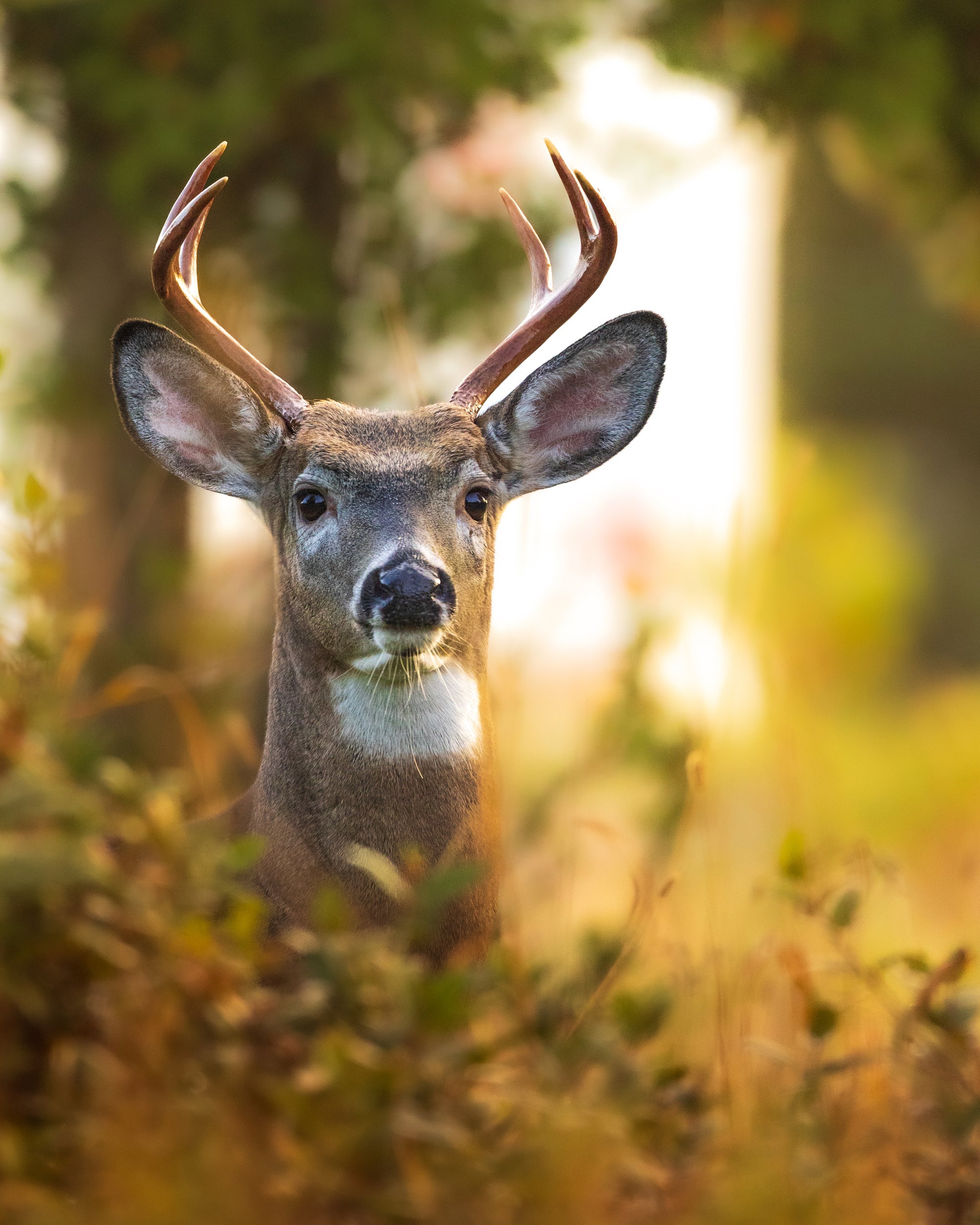 The Observer