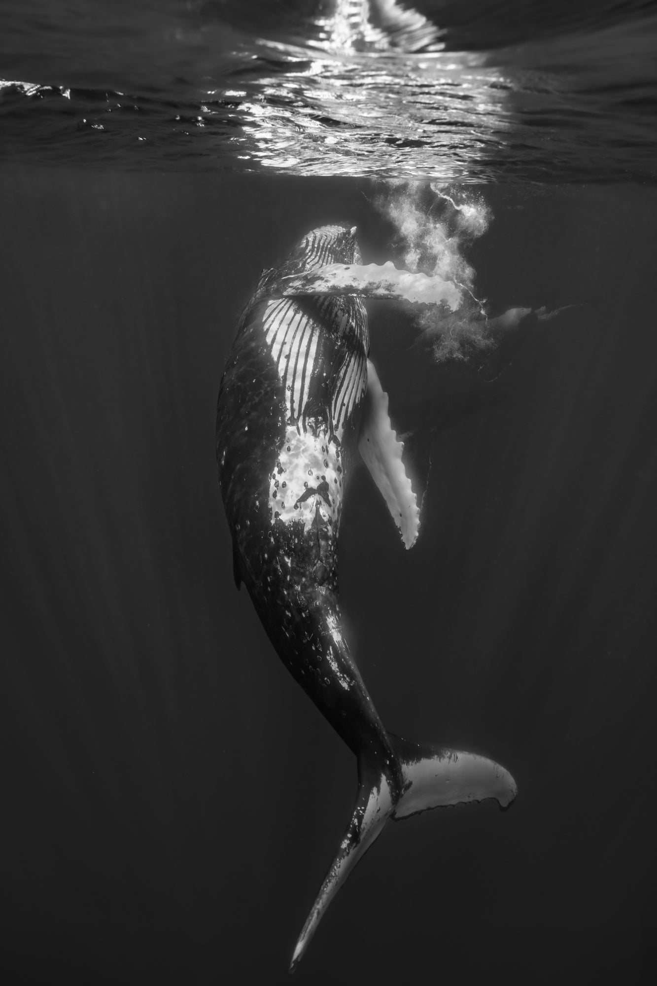 La danse du rorqual