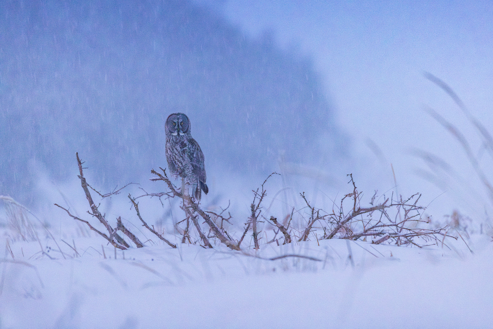 Lapone côtière 2