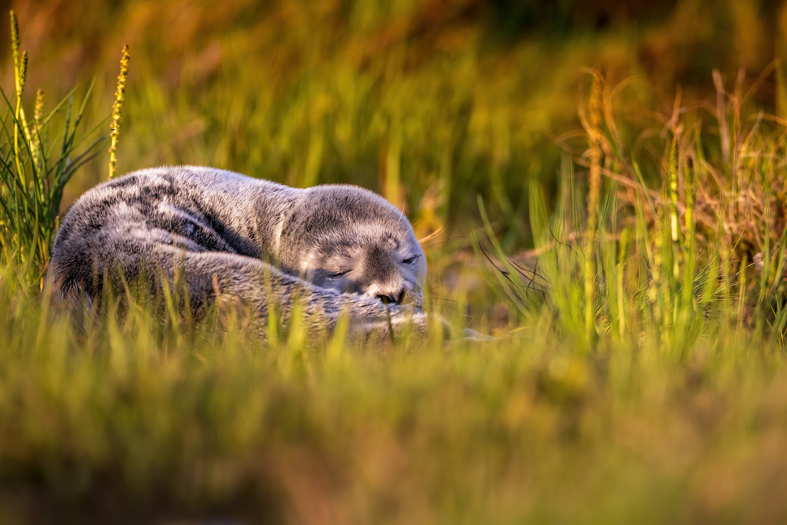 The seal's nap