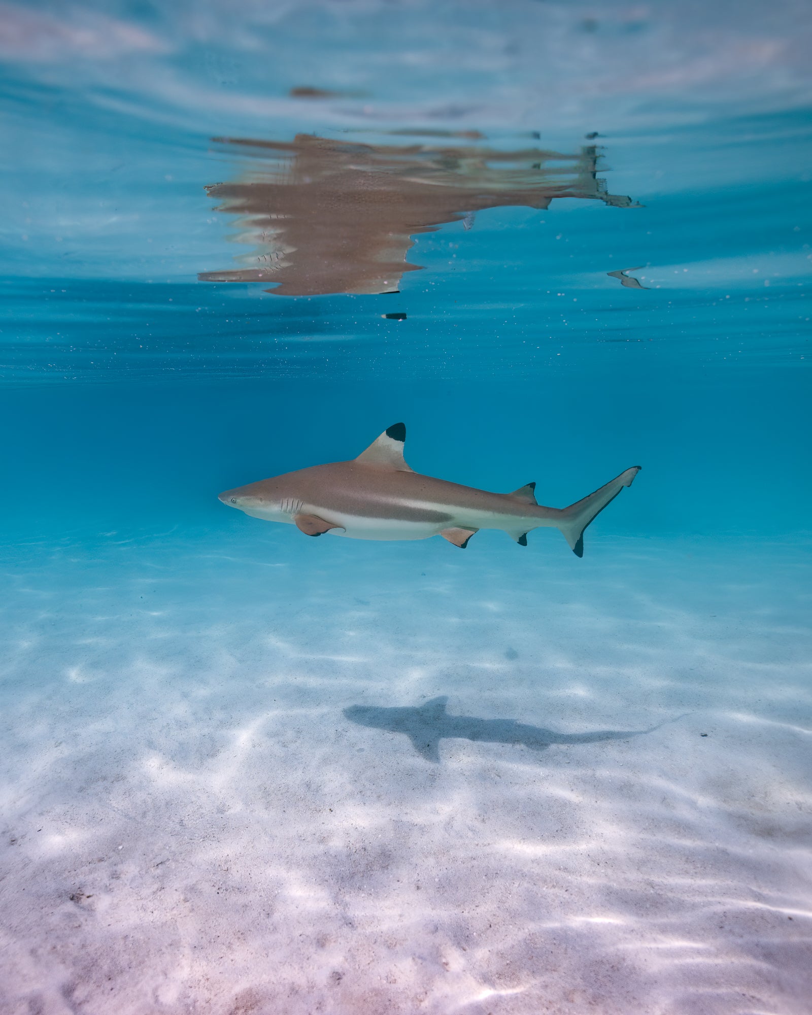 Le lagon des requins