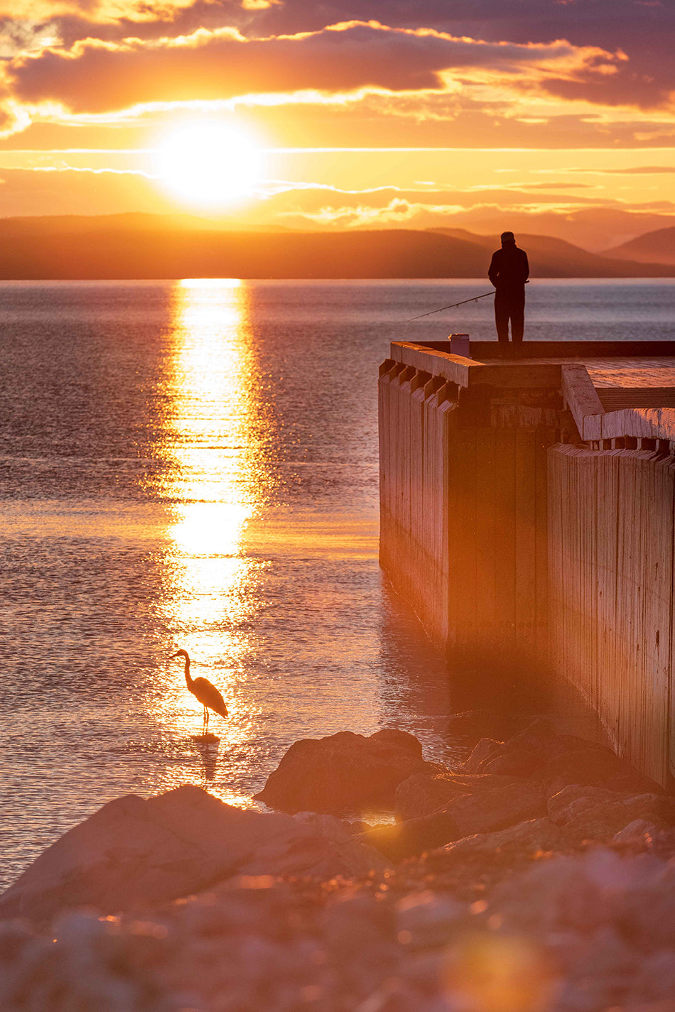 Le pêcheur de héron