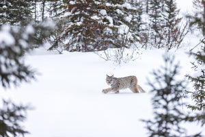 Snowshoes