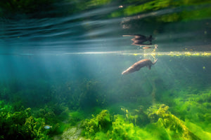 Loutre sous l'eau 1