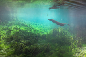 Loutre sous l'eau 2