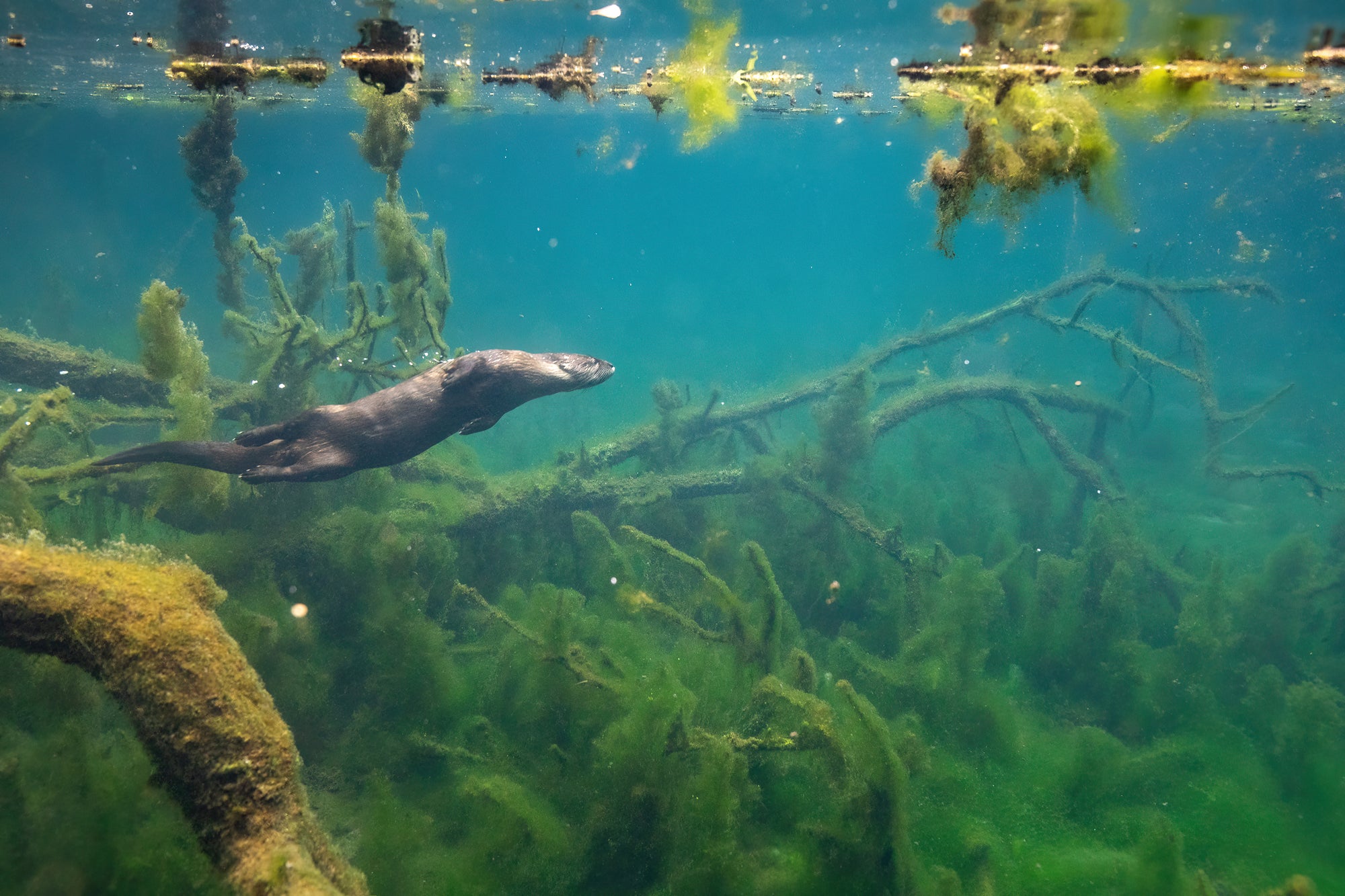 Loutre sous l'eau 3