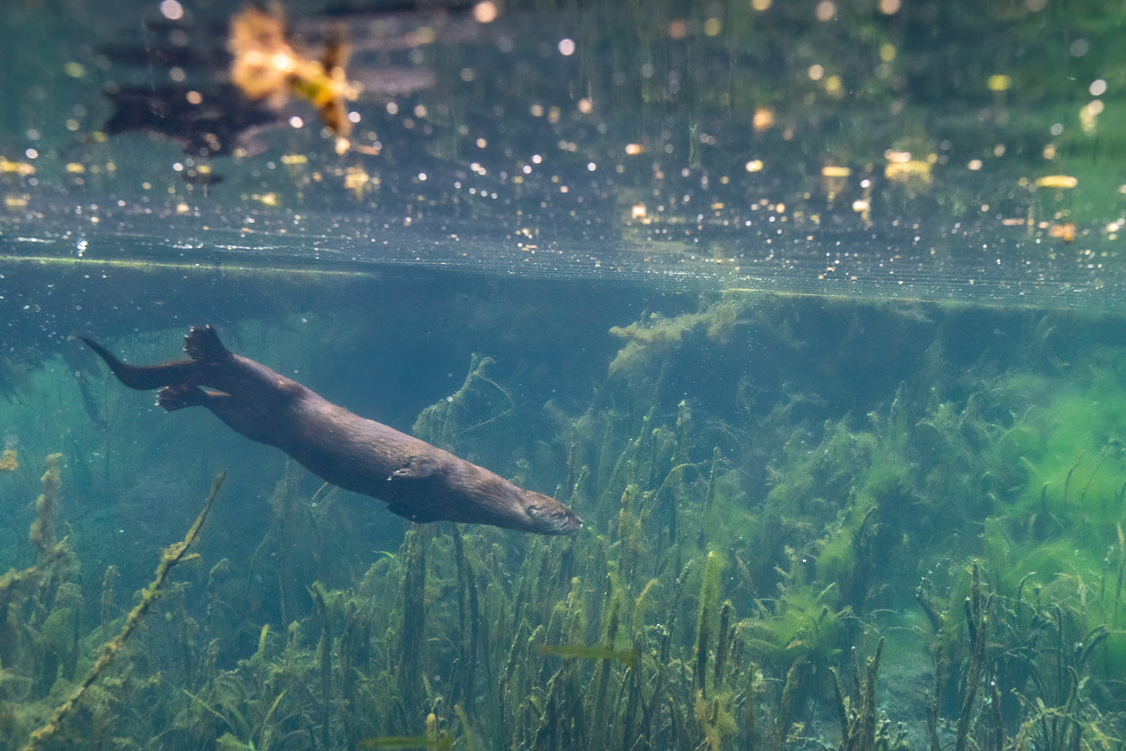 Loutre sous l'eau 4