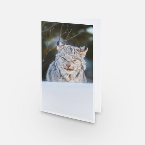 Set of greeting cards (15) - Mixed