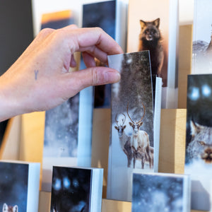 Bookmark - Canada Lynx