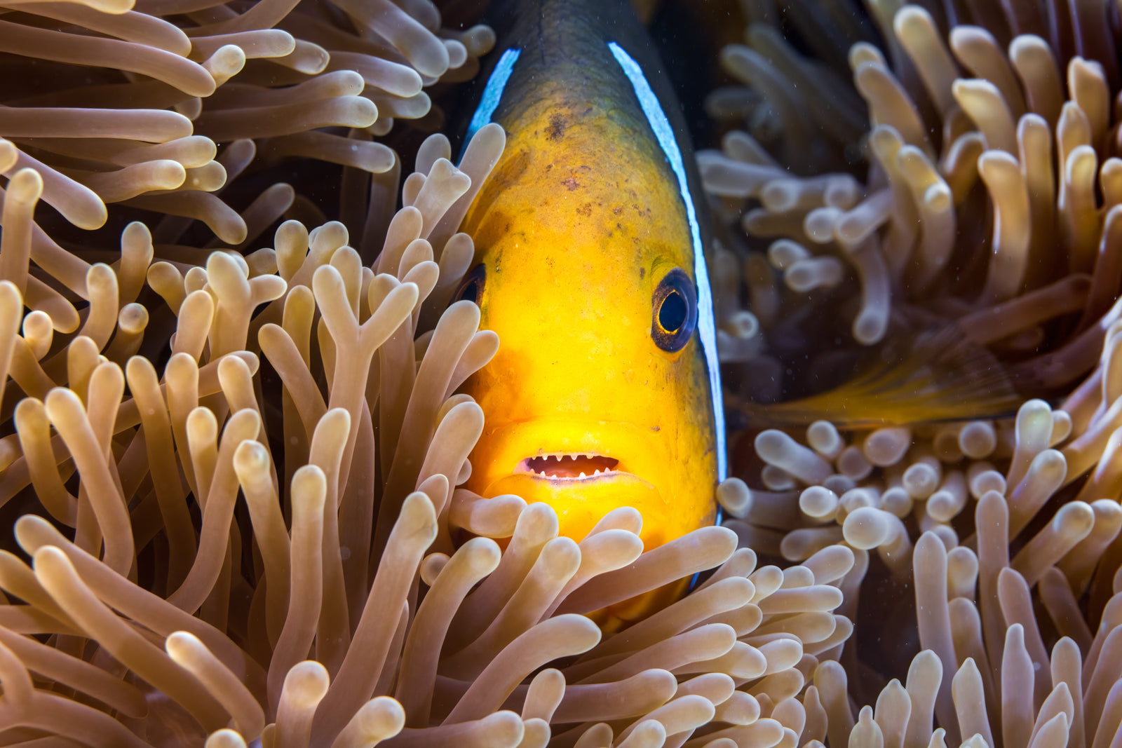 Nemo a des dents