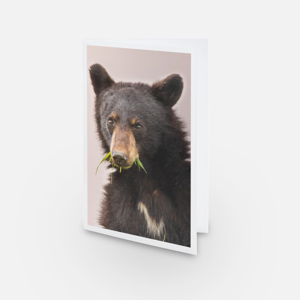 Ensemble de cartes de souhaits (5) - Faune