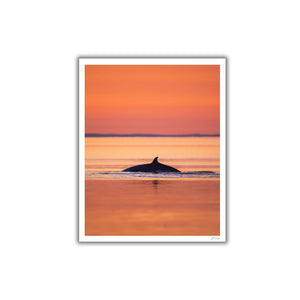 Sunset Minke whale