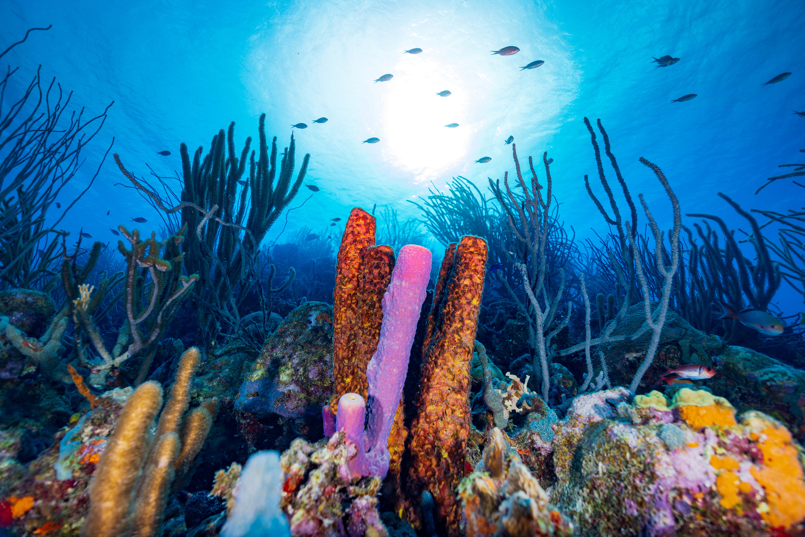 Coral landscape