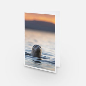 Ensemble de cartes de souhaits (15) - Mixte