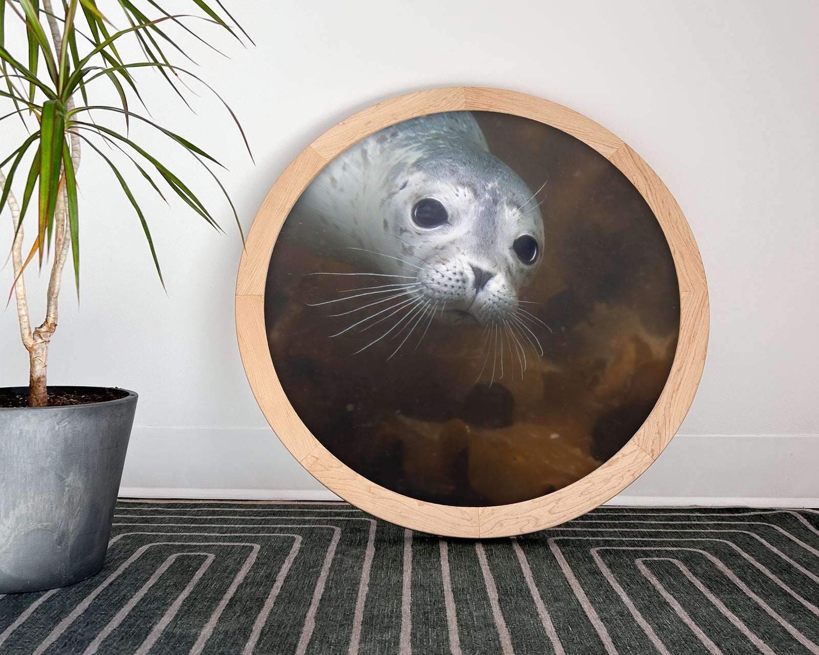 Phoque commun - cadre rond en bois massif (24 pouces)