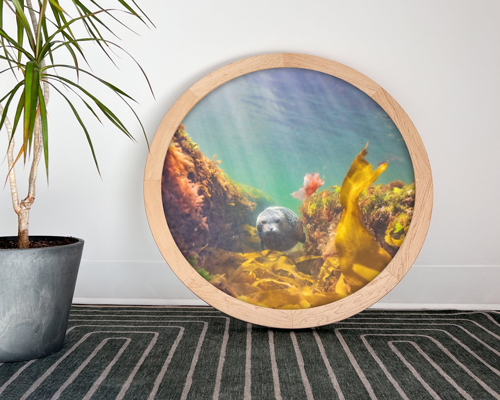 Phoque commun - cadre rond en bois massif (24 pouces)