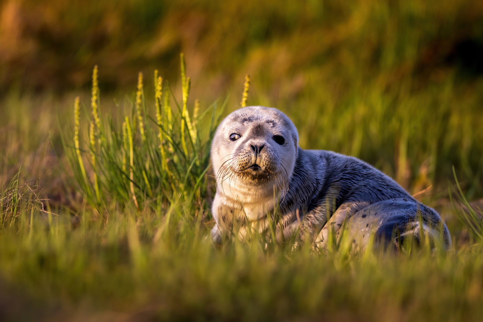 Spring seal