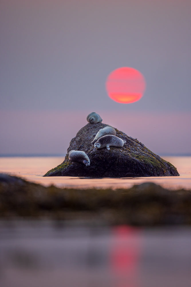 Harbour seals and ball of fire 1