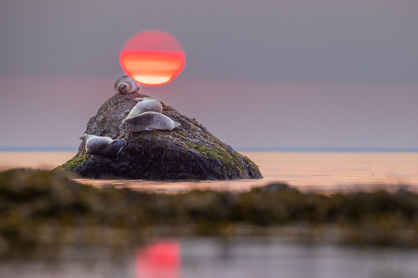Harbour seals and ball of fire 2
