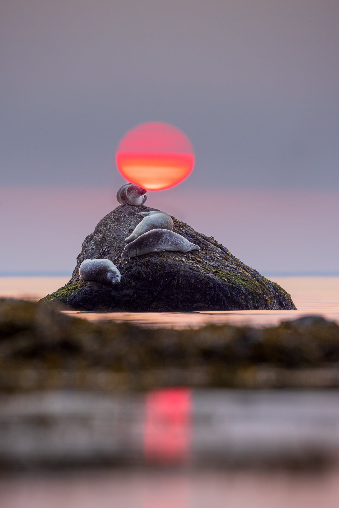 Harbour seals and ball of fire 3