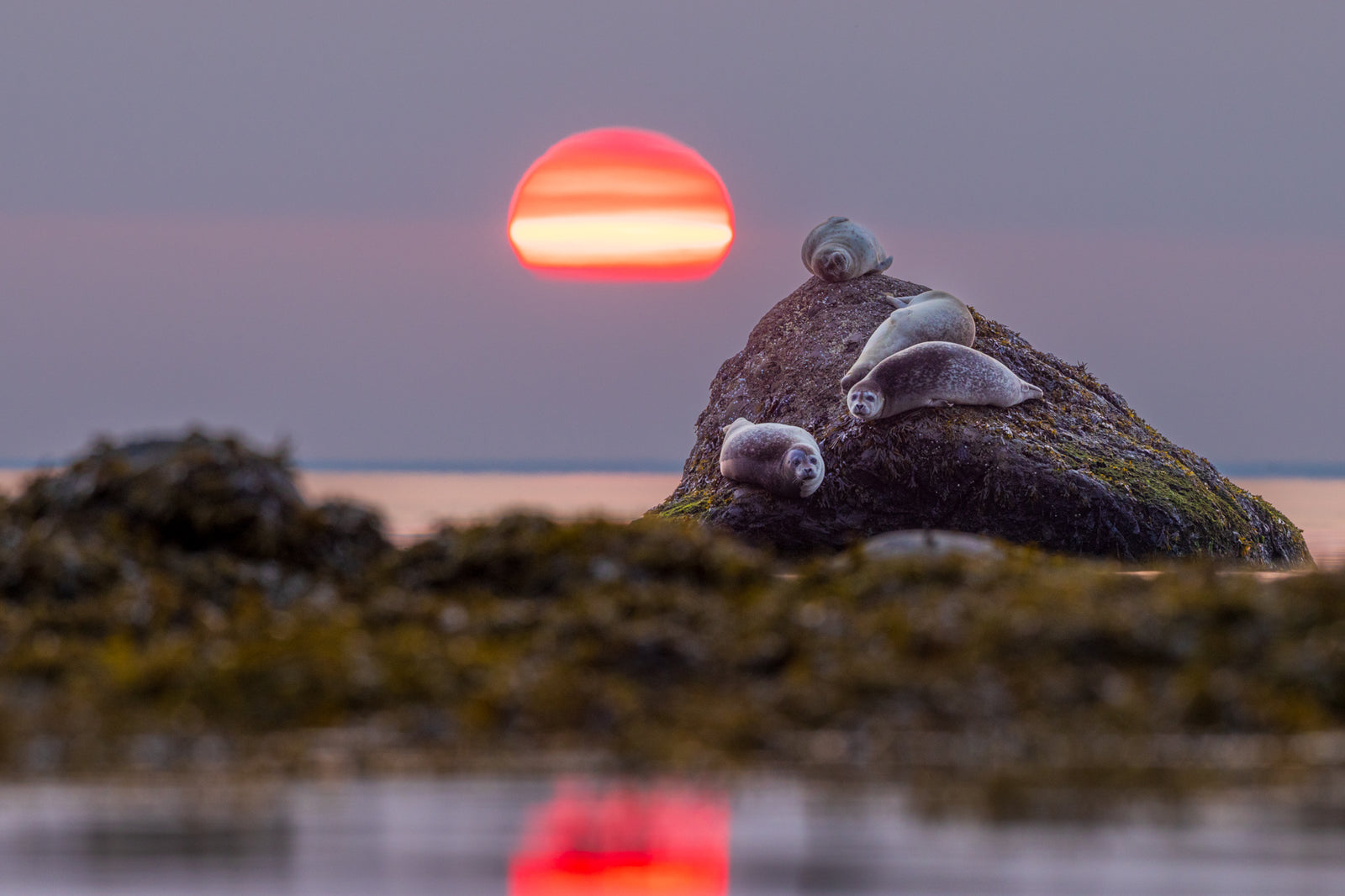 Harbour seals and ball of fire 4