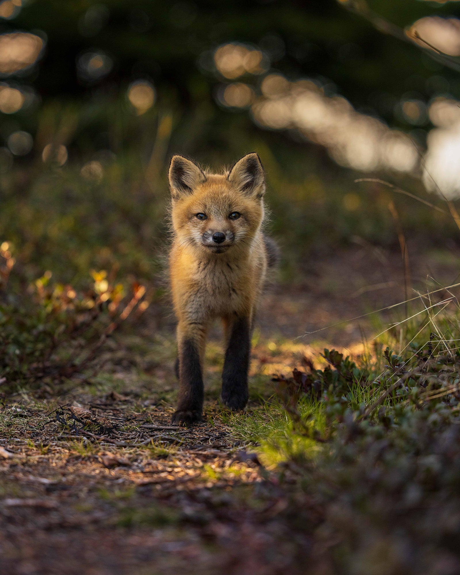 Rencontre en sentier