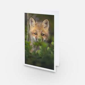 Ensemble de cartes de souhaits (5) - Renards