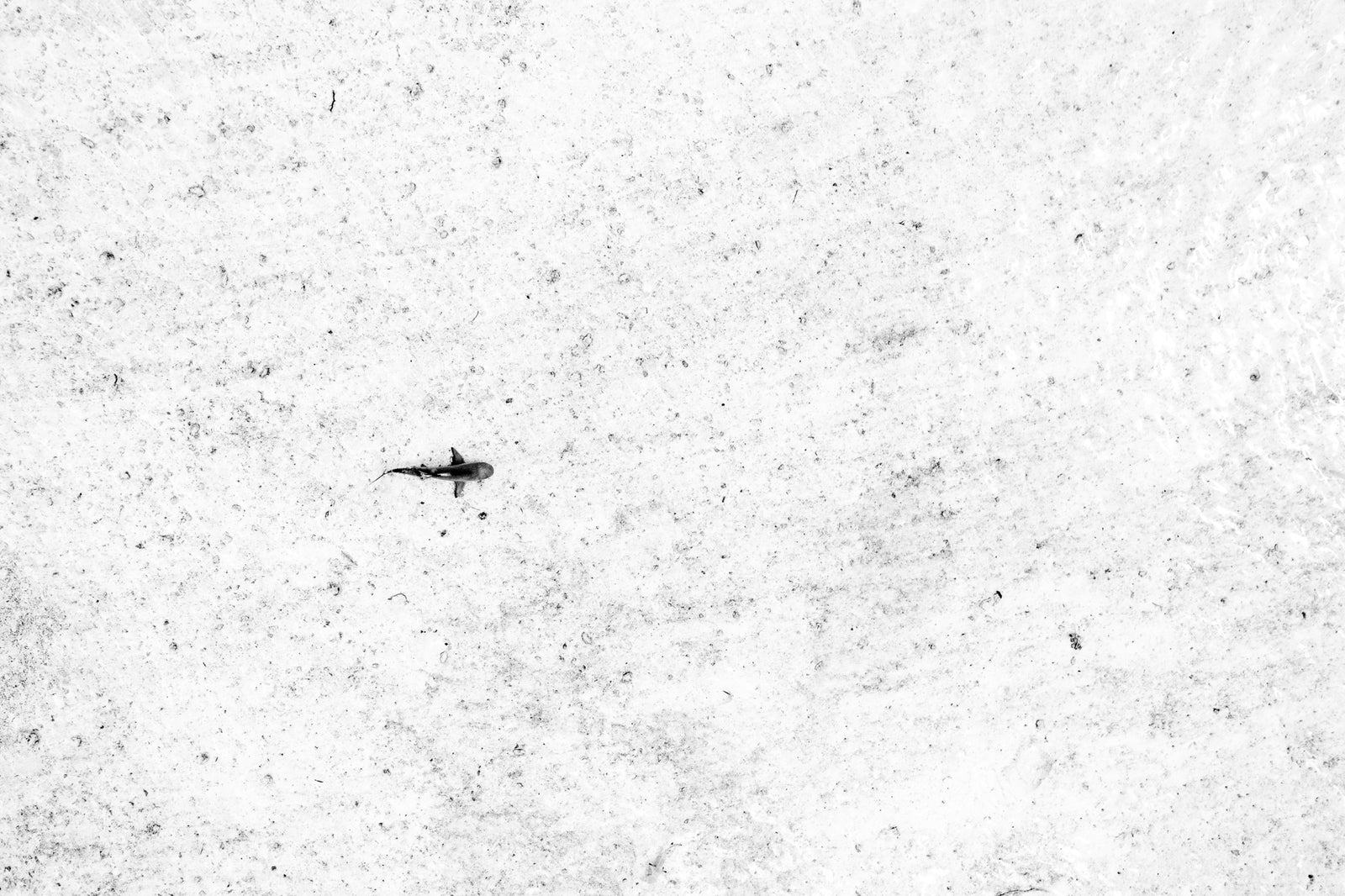 Requin en patrouille