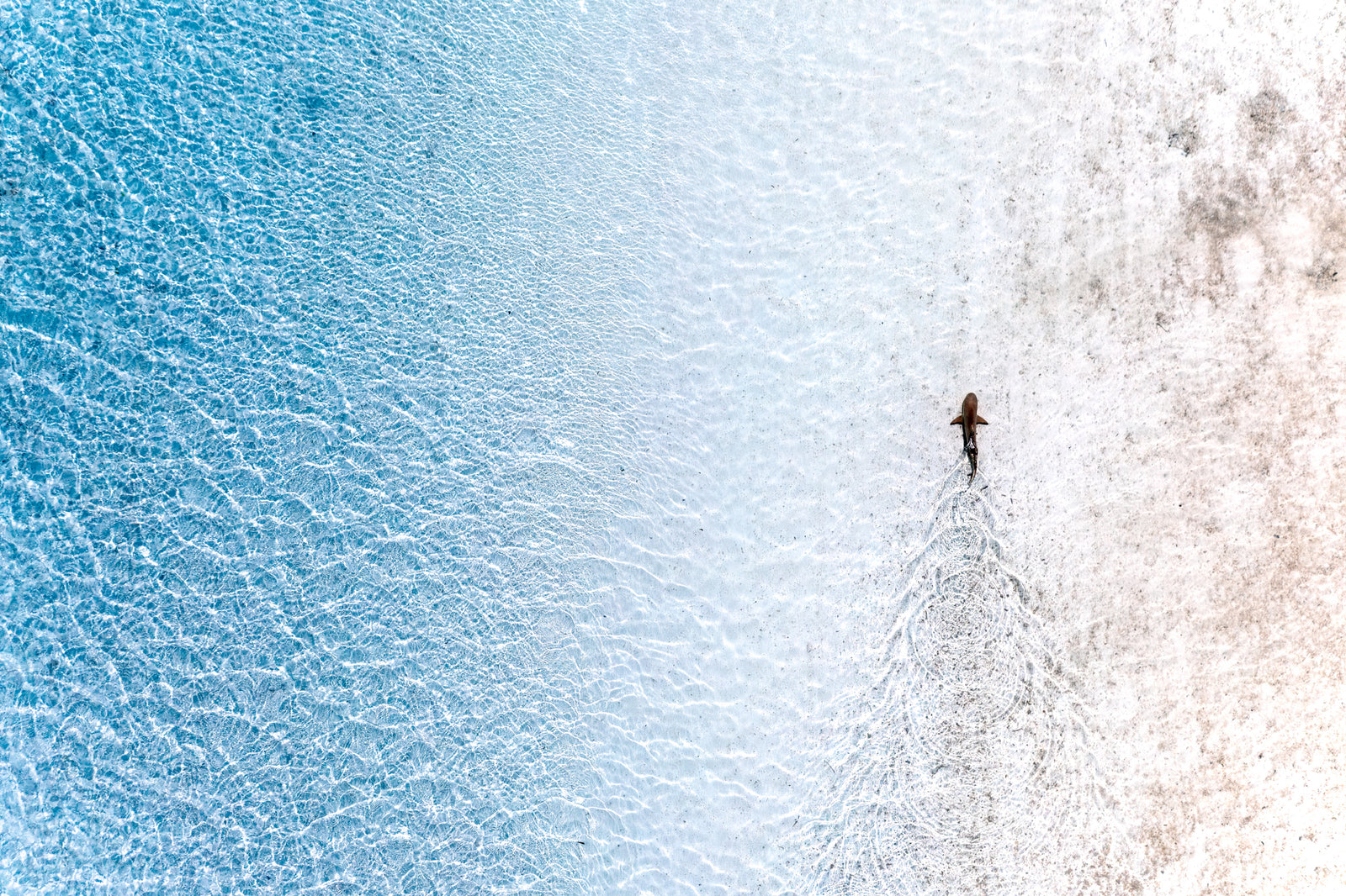 Requin à pointes noires