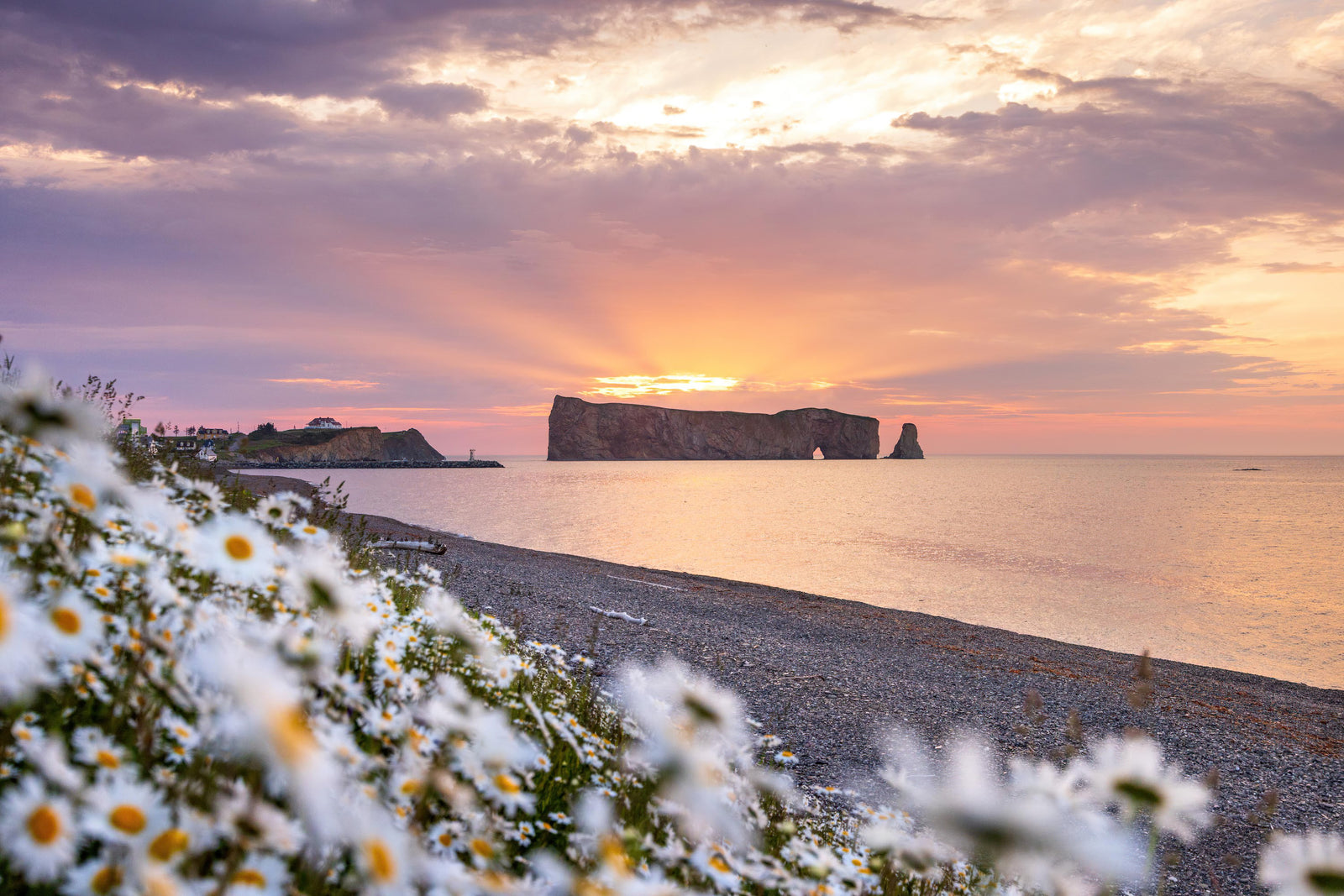 Rocher Percé X Marguerites (horizontal)