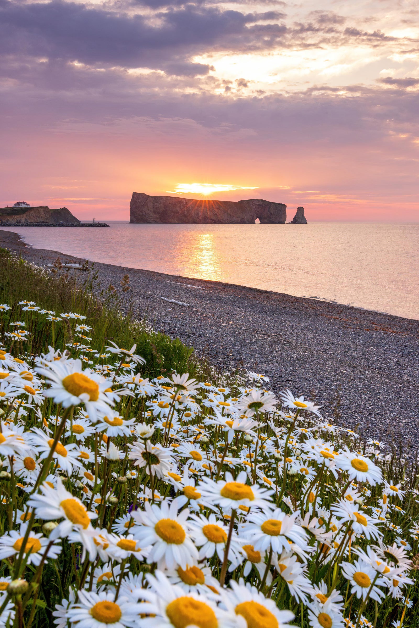 Rocher Percé X Marguerites - Canvas