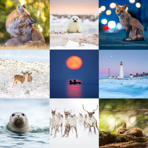 Ensemble de cartes de souhaits (15) - Mixte