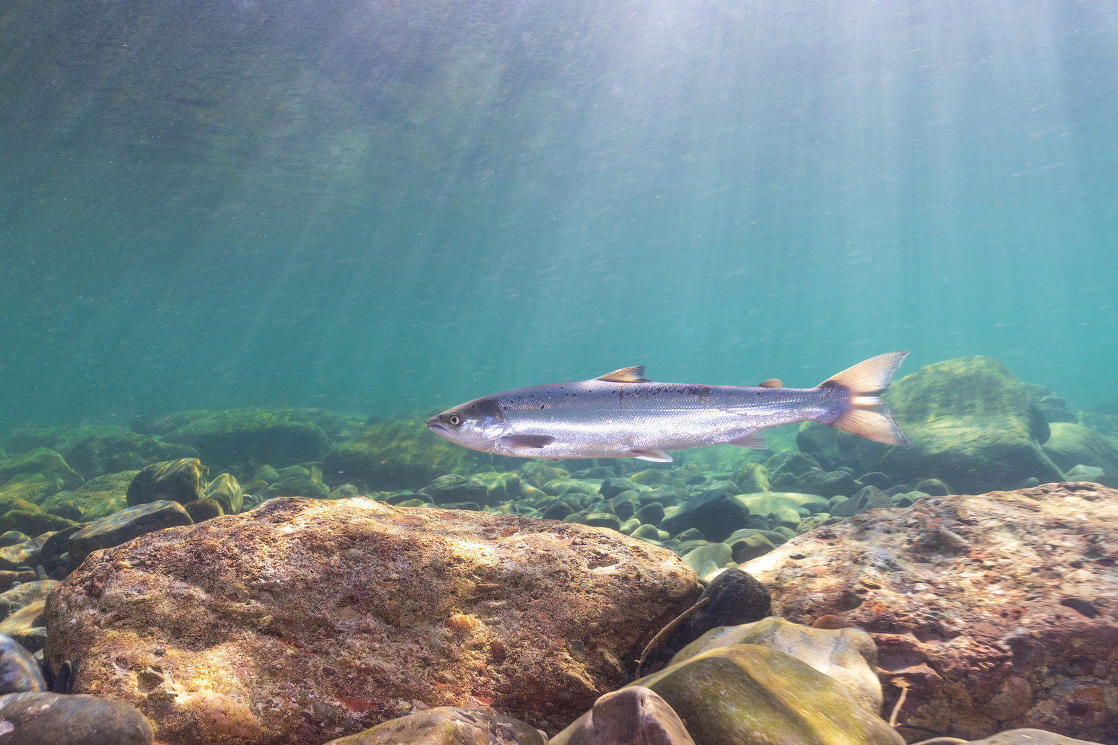 Saumon de la Bonaventure