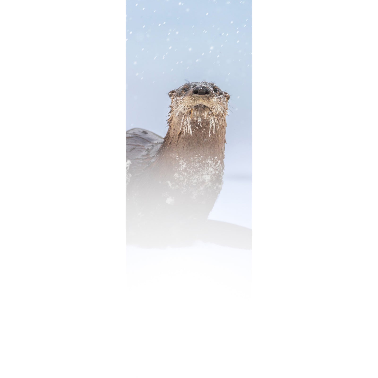 Bookmark - River Otter
