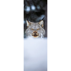 Bookmark - Canada Lynx