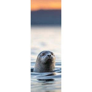 Bookmark - Harbour seal