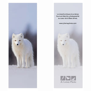 Bookmark - Arctic fox