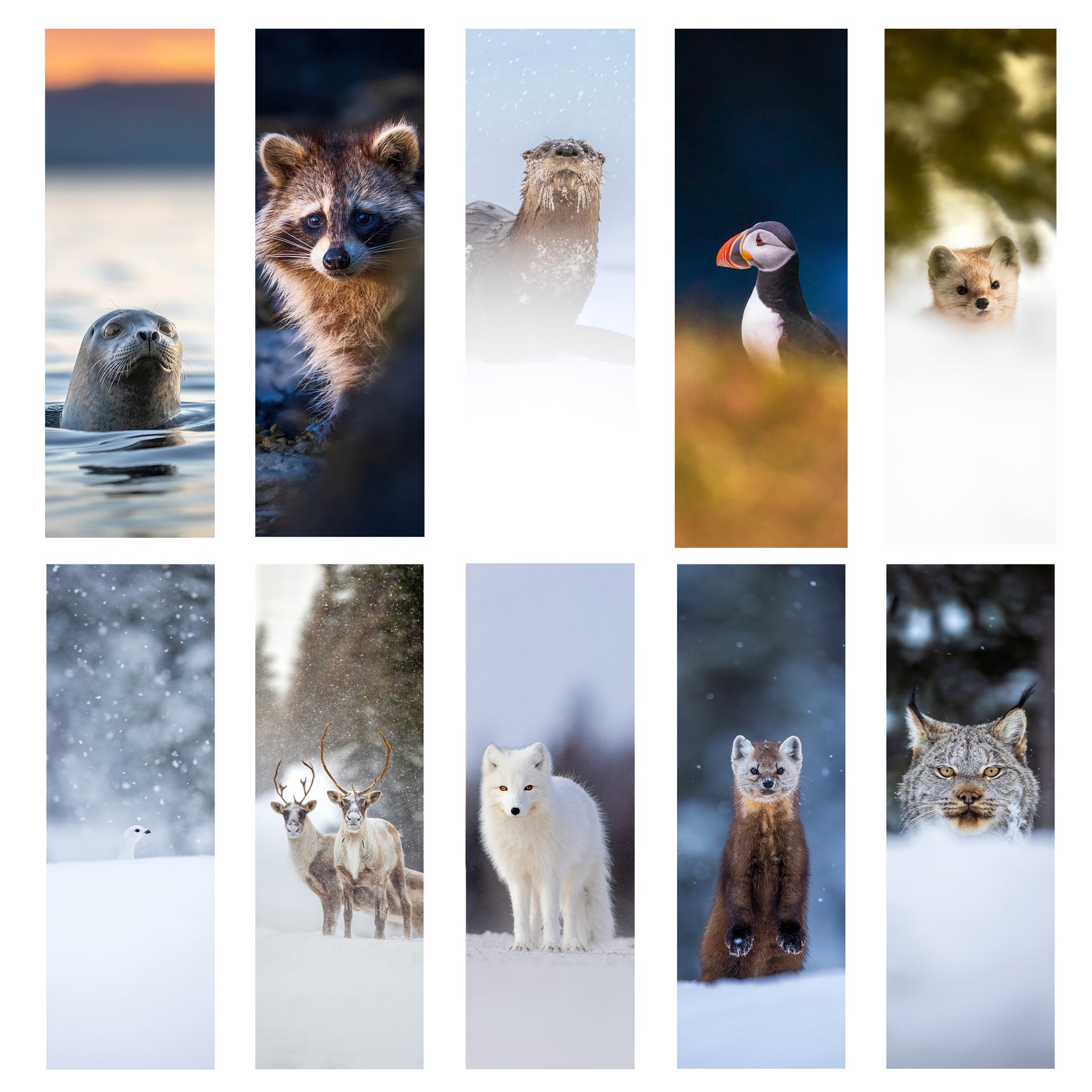 Ensemble de signets (10)