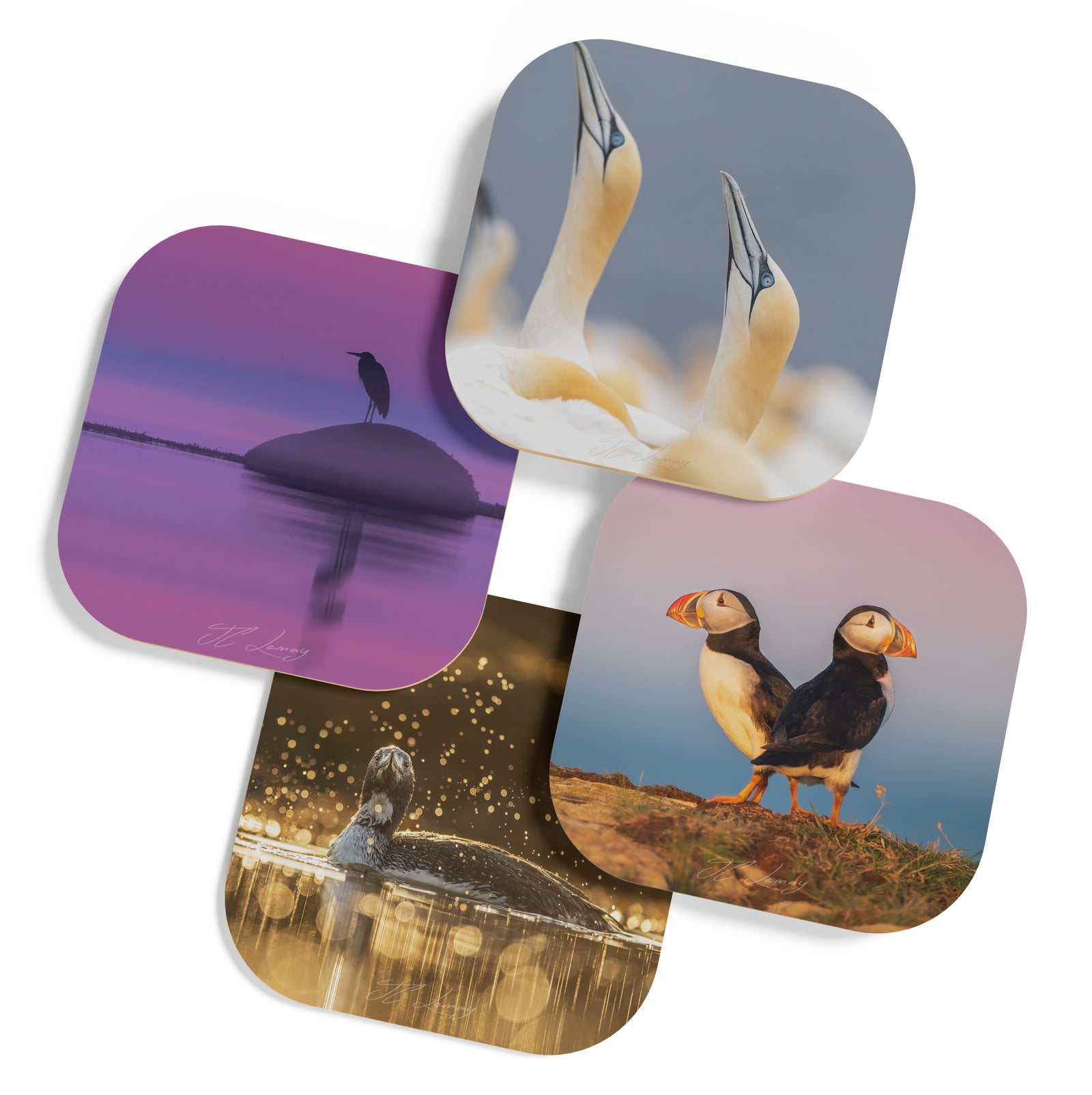 Ensemble de sous-verres (4) - Oiseaux marins