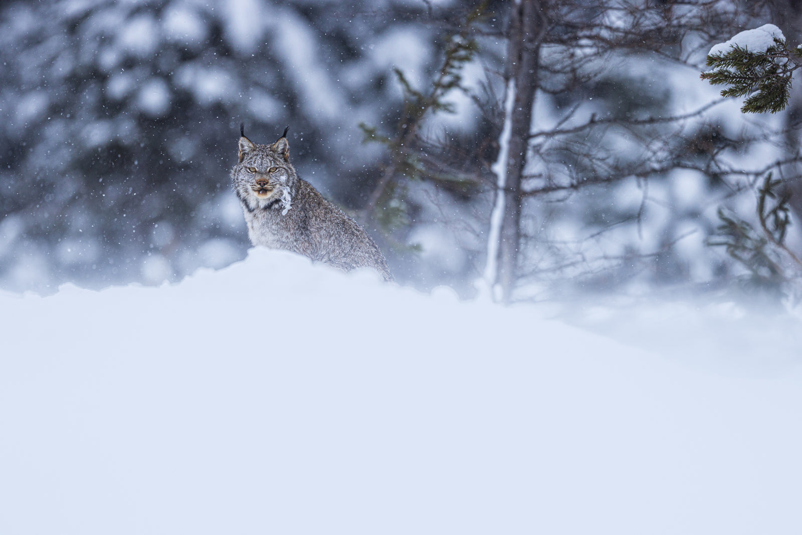 Sur sa montagne de neige