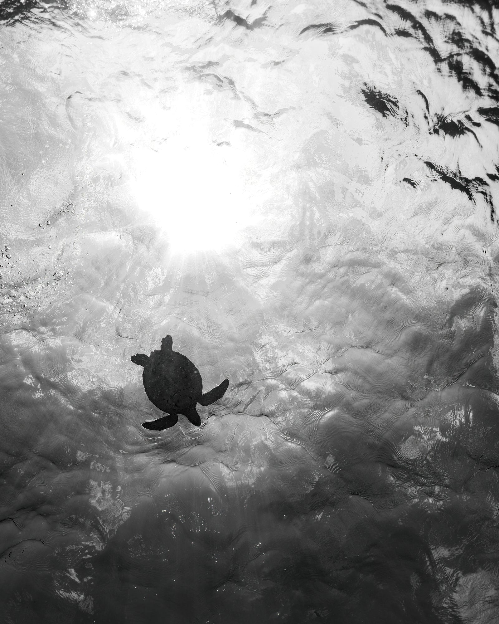 Turtle at the surface
