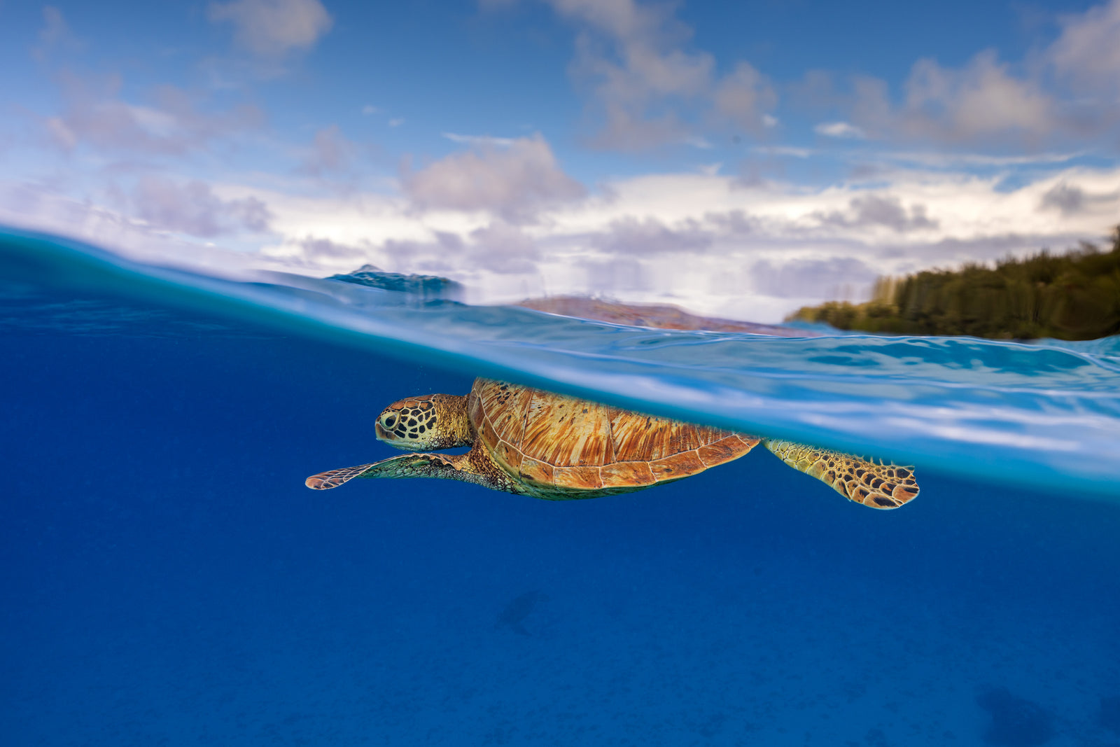 Tortue verte en surface