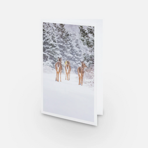 White-tailed deer trio - Greeting card